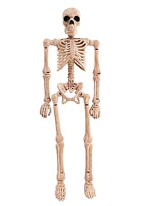 human Skeleton